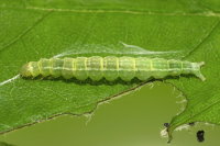 Ypsolopha sequella, caterpillar  10008