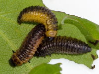 Gonioctena decemnotata, larvae  10015