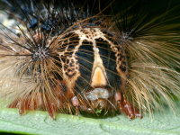 Lymantria dispar, caterpillar  10053