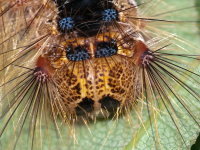 Lymantria dispar, caterpillar  10054