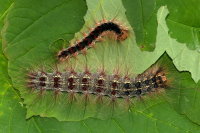 Lymantria dispar, caterpillars  10055