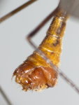 Tipula cf. lunata  10062