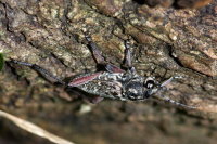 Xylotrechus rusticus, female  10134