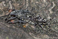 Xylotrechus rusticus, female and male  10142