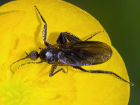 Empis (Empis) cf. pennipes, weiblich  10151