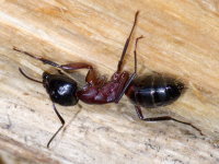 Camponotus cf. ligniperdus  10161