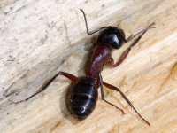 Camponotus cf. ligniperdus  10162