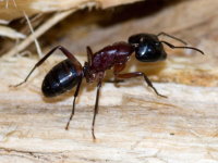 Camponotus cf. ligniperdus  10163