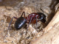 Camponotus cf. ligniperdus  10164