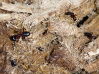 Camponotus cf. ligniperdus  10165