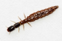 Rhaphidiidae sp., larva  10181