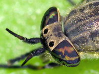 Haematopoda pluvialis, female  10203