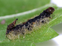 Euplectrus sp., parasitised caterpillar  10209