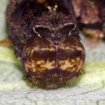 Thyatira batis, caterpillar  10249