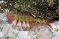 Calliteara pudibunda, caterpillar  10267