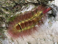 Calliteara pudibunda, caterpillar  10268