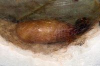 Thyatira batis, cocoon with pupa  10273