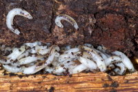 Sciaridae, larvae  10331