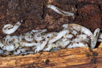 Sciaridae, larvae  10332