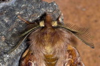 Ptilophora plumigera, Fühler  10353