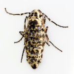 Erannis defoliaria, weiblich  10354