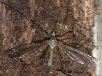 Tipula (Dendrotipula) flavolineata, männlich  10381