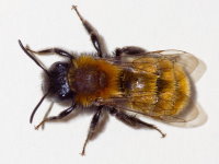Andrena fulva, weiblich  10420