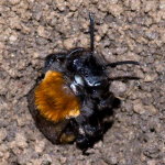 Andrena fulva, weiblich  10424