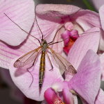 Tipula (Dendrotipula) flavolineata, weiblich  10425