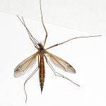 Tipula (Dendrotipula) flavolineata, weiblich  10428