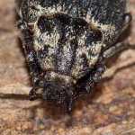 Valgus hemipterus, male  10451