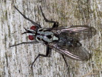 Eustalomyia hilaris, weiblich  10506