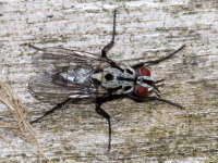 Eustalomyia hilaris, weiblich  10507