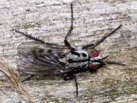 Eustalomyia hilaris, weiblich  10508