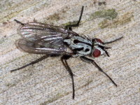 Eustalomyia hilaris, weiblich  10524
