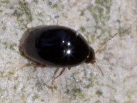 Scaphisoma sp.  10556__22CHA03681o