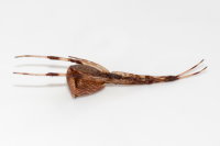 Episinus angulatus  10560