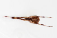 Episinus angulatus  10561