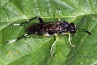 Macrophya montana, male  10588