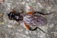 Chalcosyrphus cf. valgus, female  10596