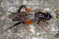 Chalcosyrphus cf. valgus, female  10597