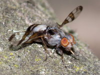 Myennis octopunctata, male  10611