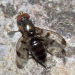 Geomyza tripunctata, female  10613