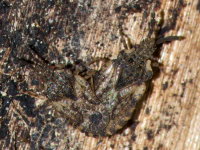Aradus depressus, mating  10615