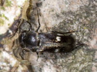 Tomoxia bucephala  10645