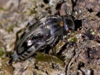 Tomoxia bucephala  10648