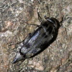 Tomoxia bucephala  10649