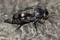 Tomoxia bucephala  10650