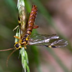 Tenthredopsis sp., male  10656