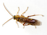 Tenthredopsis sp., male  10663